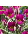 x Botanikai Tulipán - PERSIAN PEARL