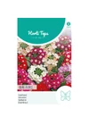 Kép 1/2 - Kerti Verbéna (Verbena × hybrida) Ideal Florist Mix
