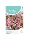 Kép 1/2 - Fátyolvirág (Gypsophila repens) Rose