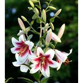Liliom Liliom