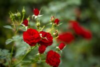 Rendelj rózsát, ültess klasszikus szépségeket kertedbe!