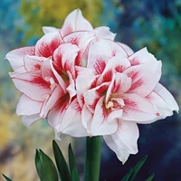 Amarillisz (amaryllis)