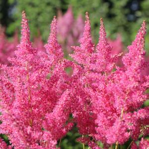 Kerti Tollbuga (Astilbe) - MAINZ