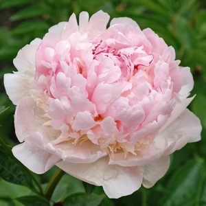 Bazsarózsa (paeonia) - Angel Cheeks
