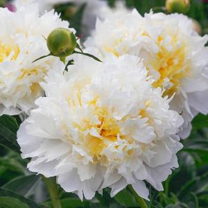 Bazsarózsa (paeonia) - Cheddar Cheese