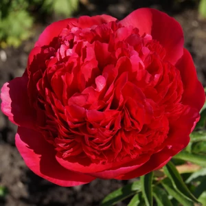 Bazsarózsa (paeonia) - Command Performance