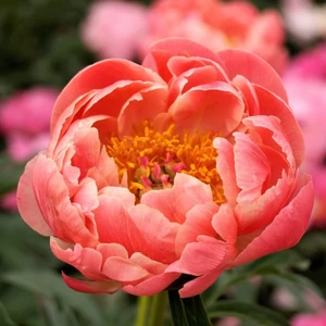 Bazsarózsa (paeonia) - Coral Charm