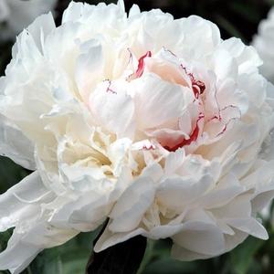 Bazsarózsa (paeonia) - Festiva Maxima