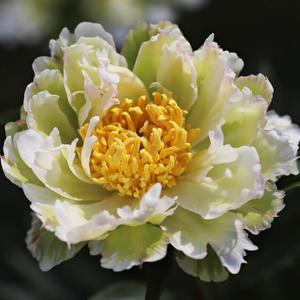 Bazsarózsa (paeonia) - Green Lotus