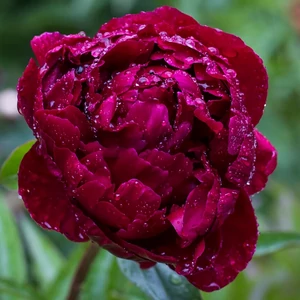 Bazsarózsa (paeonia) - Peter Brand