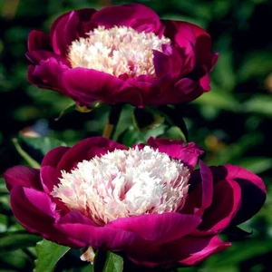 Bazsarózsa (paeonia) - White Cap