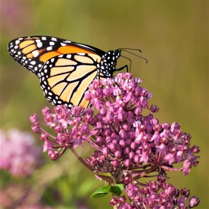 Selyemkóró (Asclepias incarnata) SOULMATE