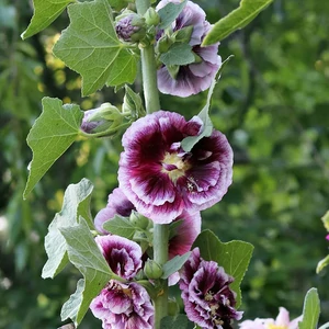 Mályvarózsa (Alcea) - CREME DE CASIS