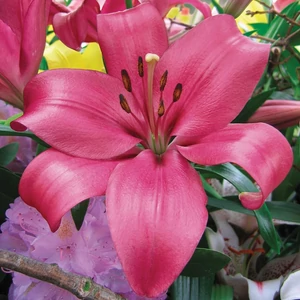 Ázsiai liliom - MANADO