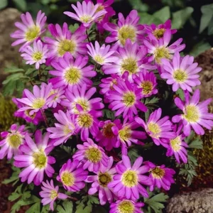 Anemona - BLANDA VIOLET STAR
