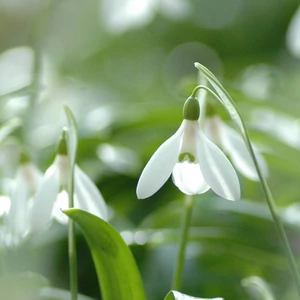 Hóvirág - GALANTHUS SPEC.