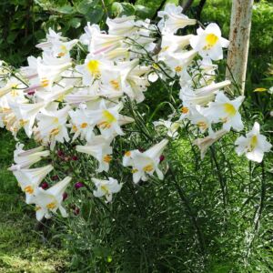 Liliom -  REGALE ALBUM (fehér királyliliom)