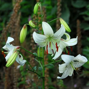 Liliom - Tigrisliliom WHITE TIGER