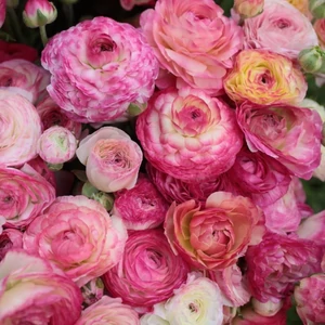 RANUNCULUS - Boglárka AVIV PICOTEE ROSE (min. 5 db)