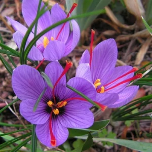 Valódi sáfrány - CROCUS SATIVUS