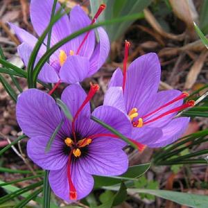 Valódi sáfrány - CROCUS SATIVUS