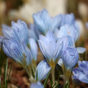 Nagyvirágú krókusz - SKY BLUE