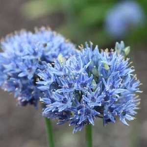 Díszhagyma - ALLIUM CAERULEUM