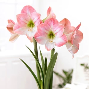 Amaryllis - APPLE BLOSSOM