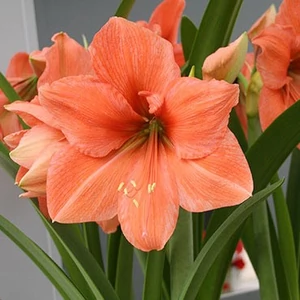 Amaryllis - RILONA