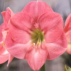 Amaryllis - SUSAN