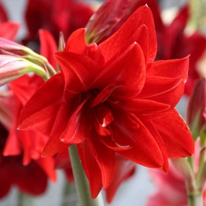 Amaryllis - DOUBLE DELICIOUS