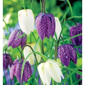 Kockásliliom (FRITILLARIA MELEAGRIS)