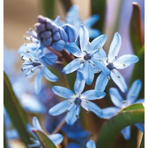 SCILLA BIFOLIA - CEBULICA DWULISTNA BLUE