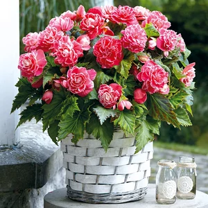 Begónia 'Camellia'