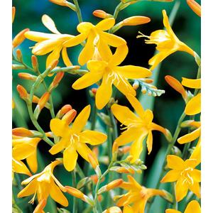 Crocosmia 'George Davidson' 