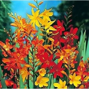 Crocosmia színkeverék (min. 5 db)