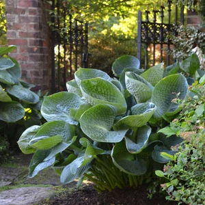 Árnyékliliom (Hosta) - Abiqua Drinking Gourd