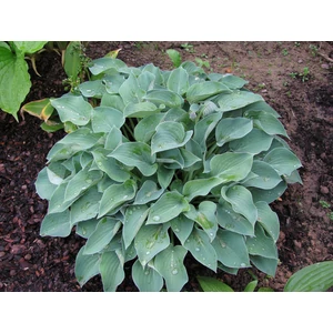 Árnyékliliom (Hosta) - Blue Cadet