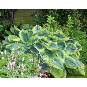 Árnyékliliom (Hosta) - Francess Williams