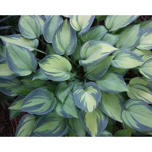 Árnyékliliom (Hosta) - June