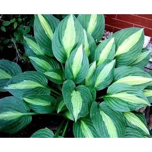 Árnyékliliom (Hosta) - Mata Hari