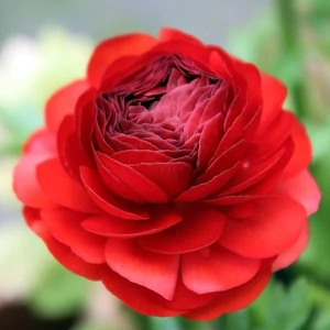 RANUNCULUS - Boglárka (piros)