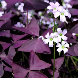 OXALIS TRIANGULARIS - Madársóska