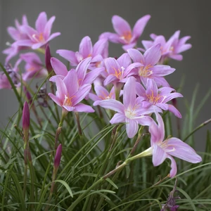 ZEPHYRANTHES - Zefírvirág (pink)