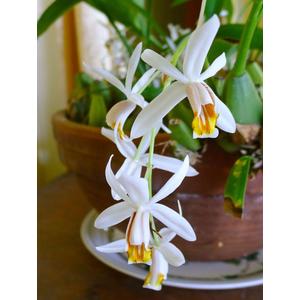 Coelogyne cristata