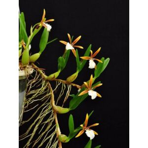 Epidendrum polybulbon