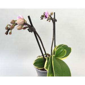 DoritaenopsisSogoVivien'marginata'