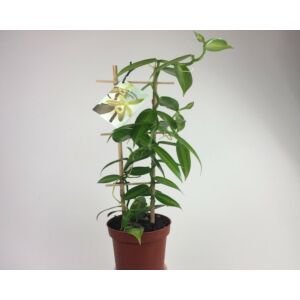 Vanilla planifolia (variegata)
