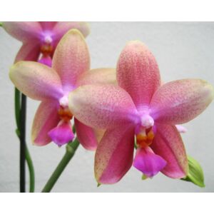 Phalaenopsis Liodoro (1-2 virágszár)