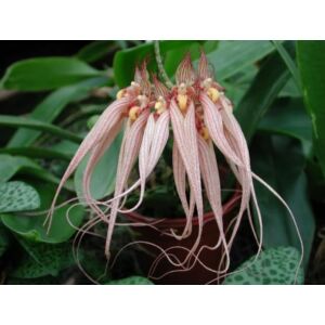 Bulbophyllum Louis Sander (1 virágszár)